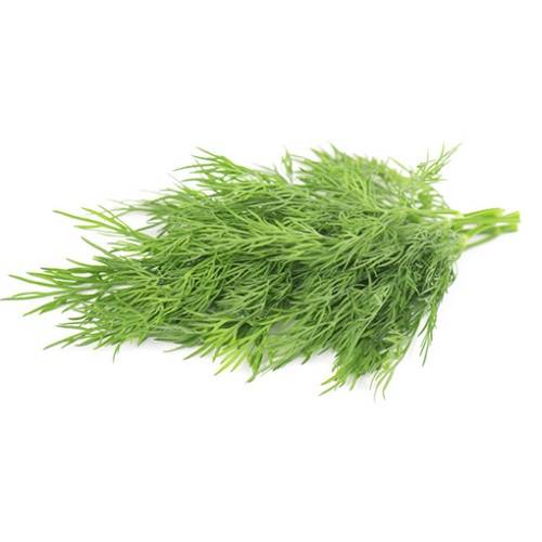 شبت كويتي طازج ربطة وسط