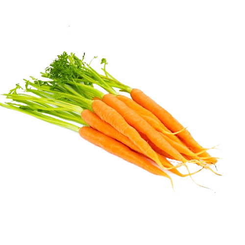 جزر طازج ربطة وسط