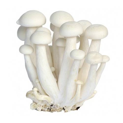 مشروم شيميجي ابيض طازج 1حبة