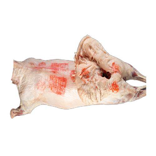 خروف عربي نعيمي