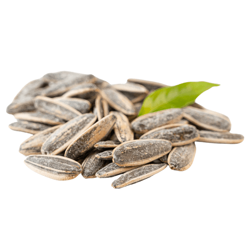 حب شمسي مالح