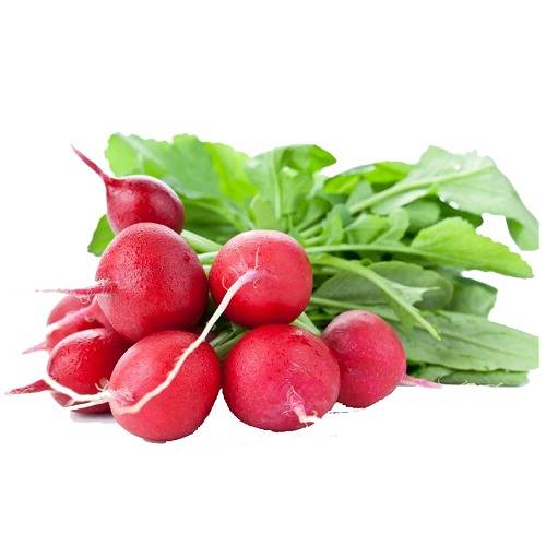 فجل احمرطازج ربطه وسط