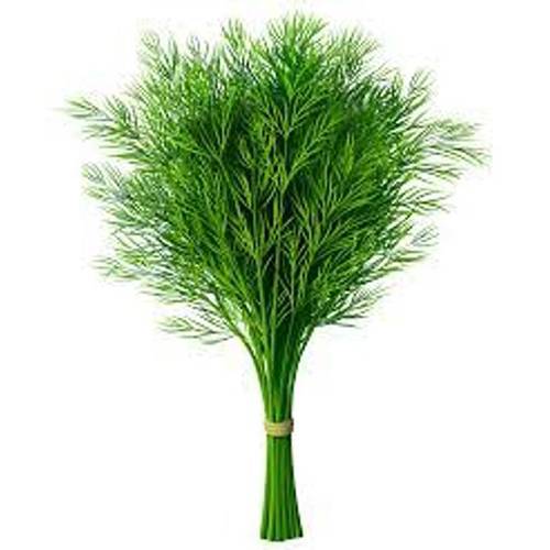 حزمة شبت طازجة 1قطعة