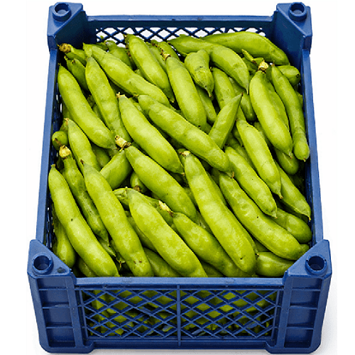 فول اخضر مصري طازج صندوق 1كجم