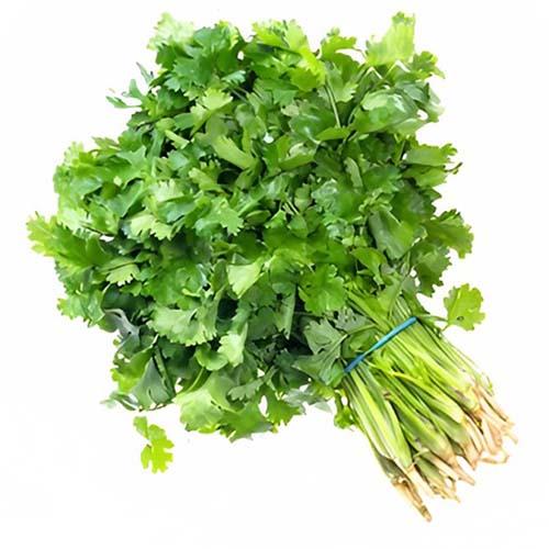 كزبرة كويتي طازجة ربطة وسط